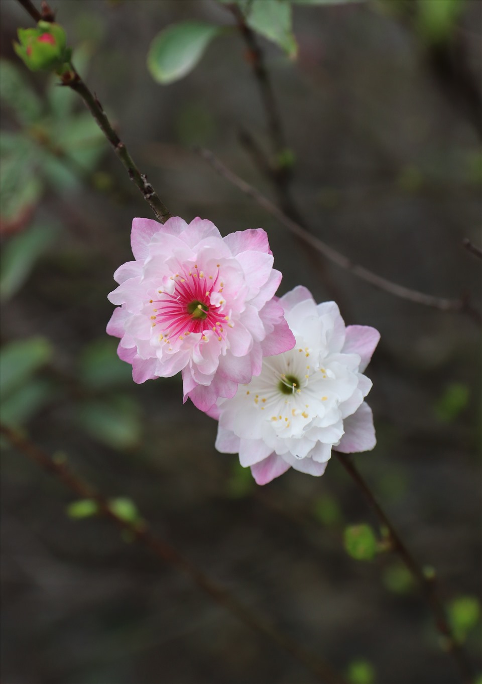 Đến khi sắp tàn, hoa chuyển dần từ màu trắng sang màu hồng, trông vô cùng đẹp mắt.