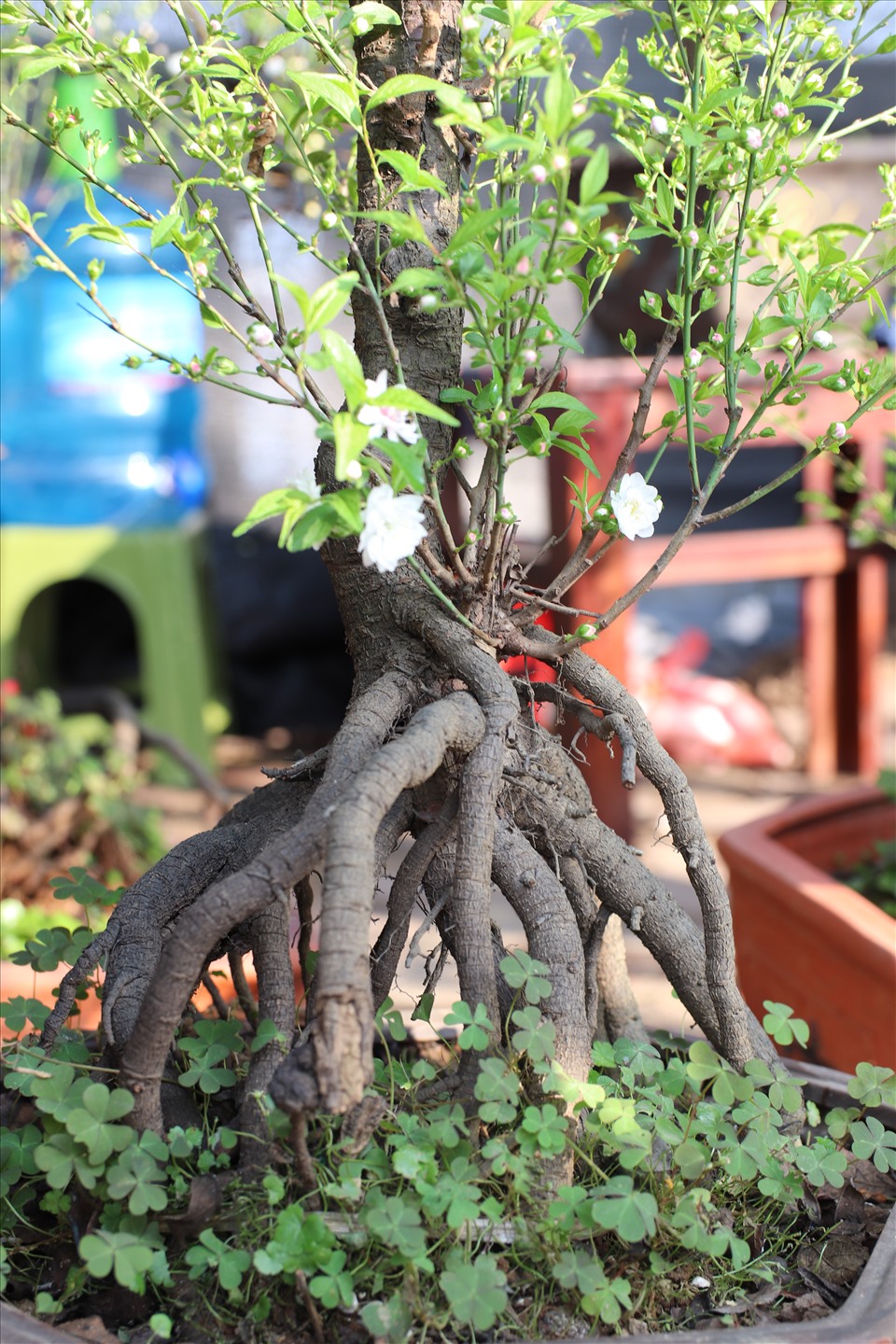 Bộ rễ của nhất chi mai bonsai được nhiều người chơi cây cảnh yêu thích bởi sự độc đáo.