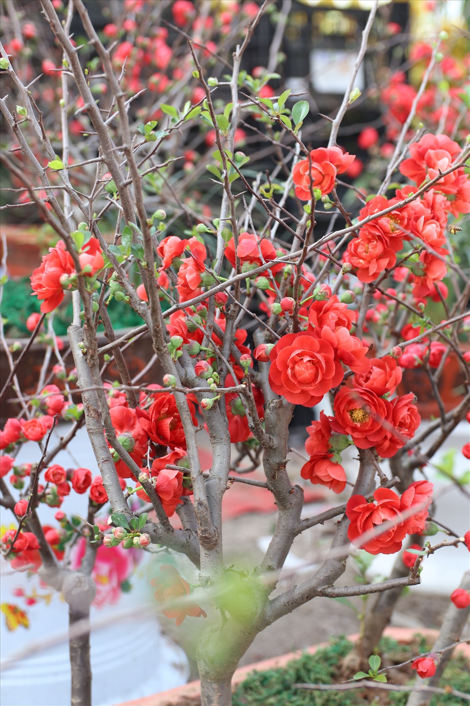 Cây mai đỏ nở hoa rực rỡ trông vô cùng bắt mắt.