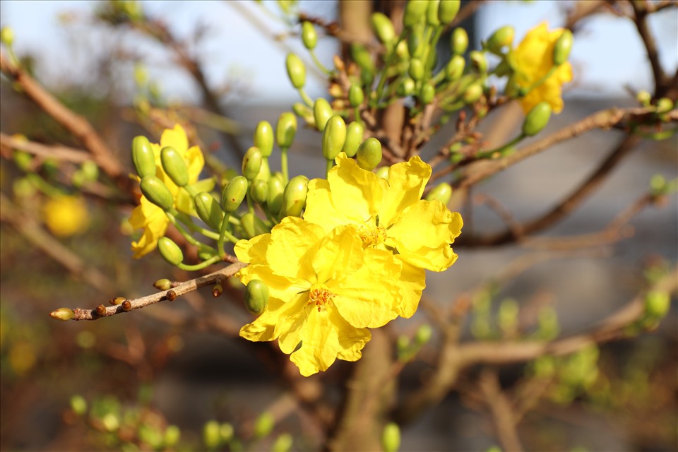 Nhiều người yêu thích mai vàng bởi loài hoa này là biểu tượng của mùa xuân, mang đến những điều may mắn và tốt đẹp trong cuộc sống.