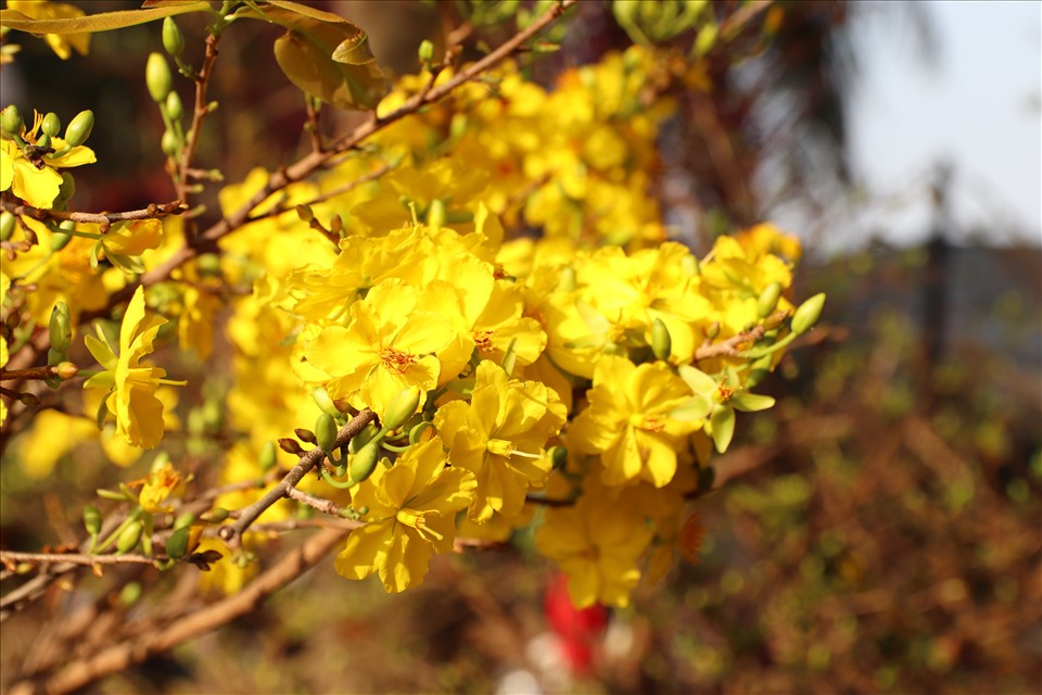 Chị Hương cho biết thêm: Những cây mai vàng có hoa nở nhiều sẽ được bán với giá sát gốc để thu hồi vốn.