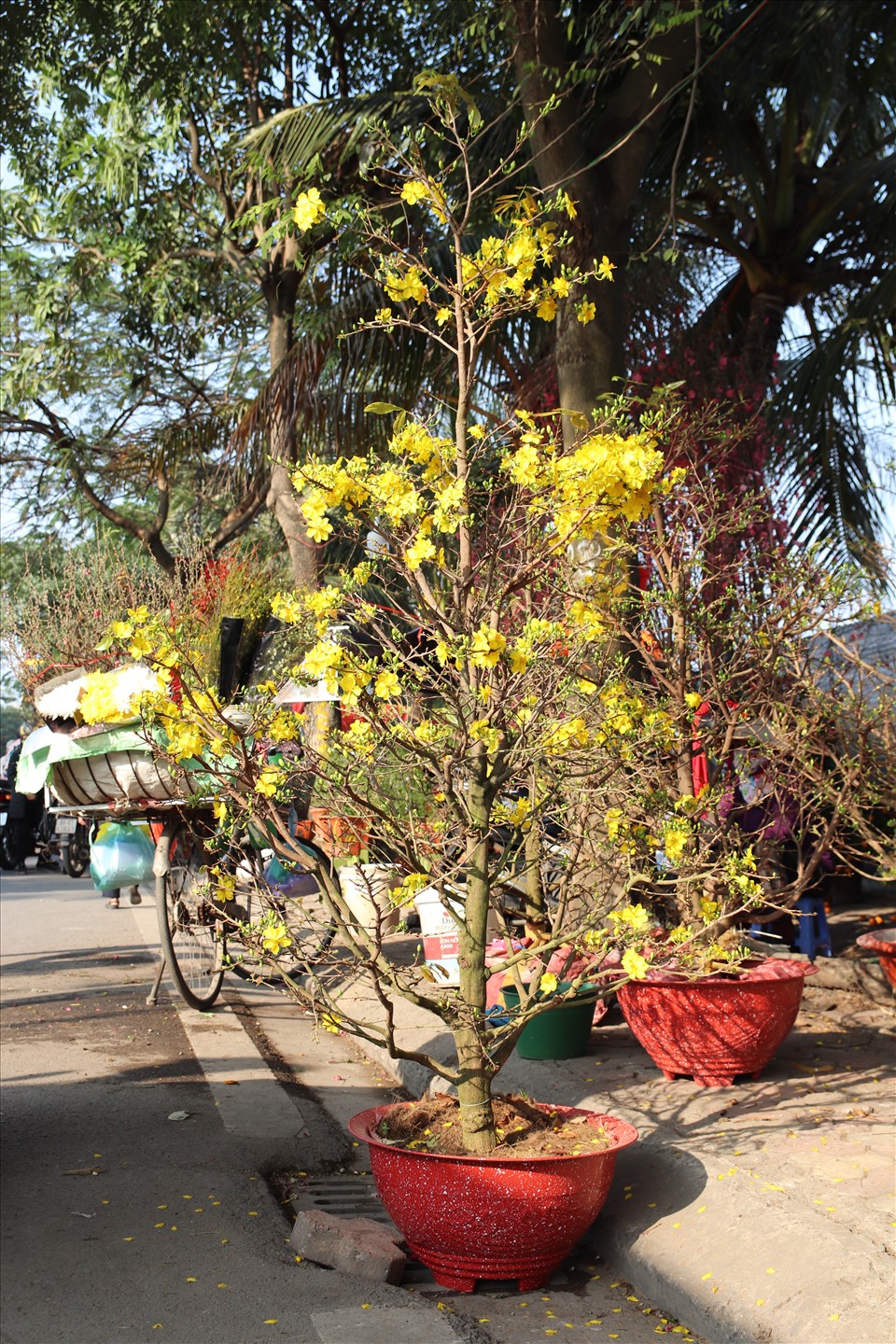 Một cây mai vàng với chiều cao gần 2 mét được bán với giá 3 triệu đồng do hoa đã nở nhiều và bắt đầu rụng cánh.