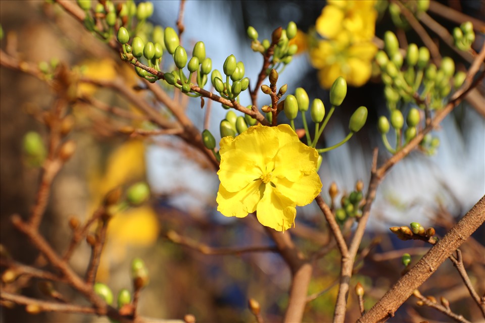 Những bông mai vàng rực rỡ khoe sắc trong nắng xuân.