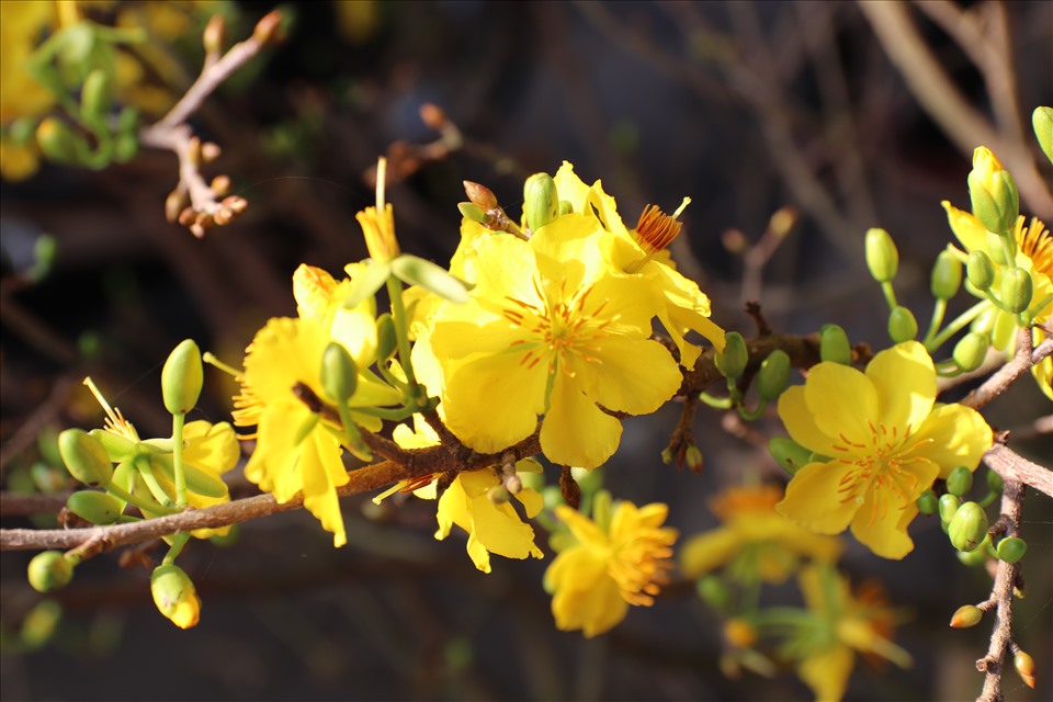 Cây mai vàng nở hoa chơi được lâu, kéo dài từ 1-1,5 tháng nên được nhiều người lựa chọn.