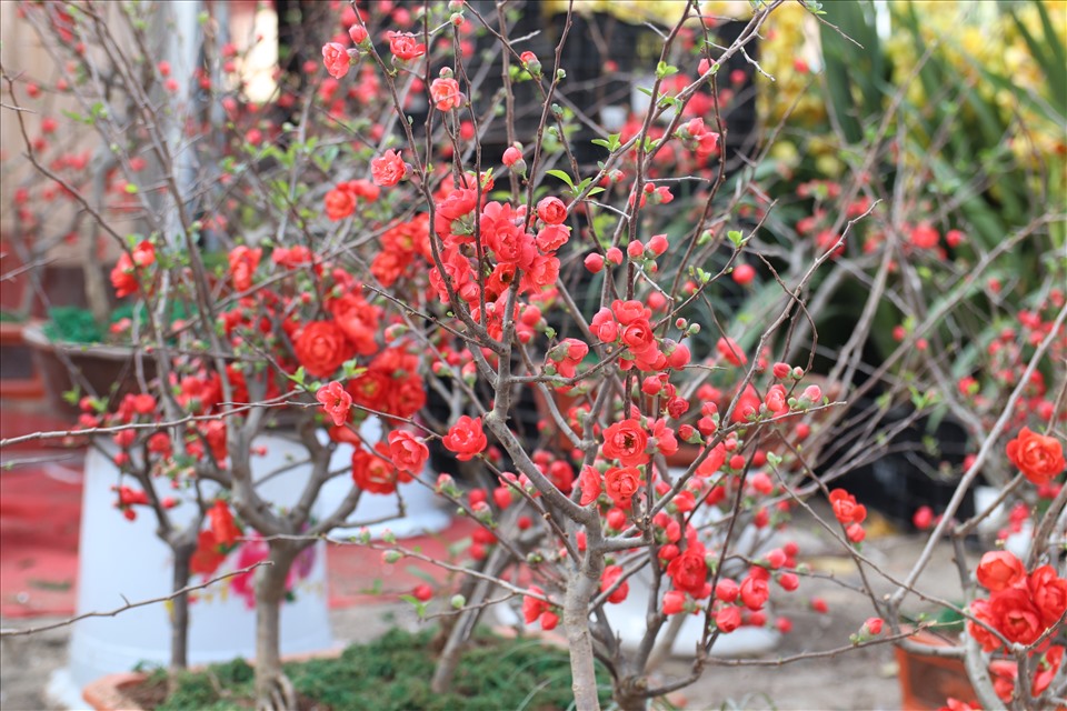 Ngoài mai vàng, cây mai đỏ cũng được nhiều người biết đến và mua để trưng bày trong nhà vào dịp Tết năm nay.