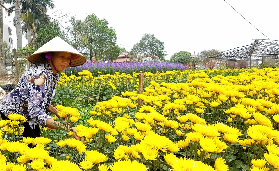 Bà Nguyễn Thị Ân (phường Võ Cường, TP Bắc Ninh) thu hoạch hoa cho vụ Tết. Ảnh: Bích Lộc.
