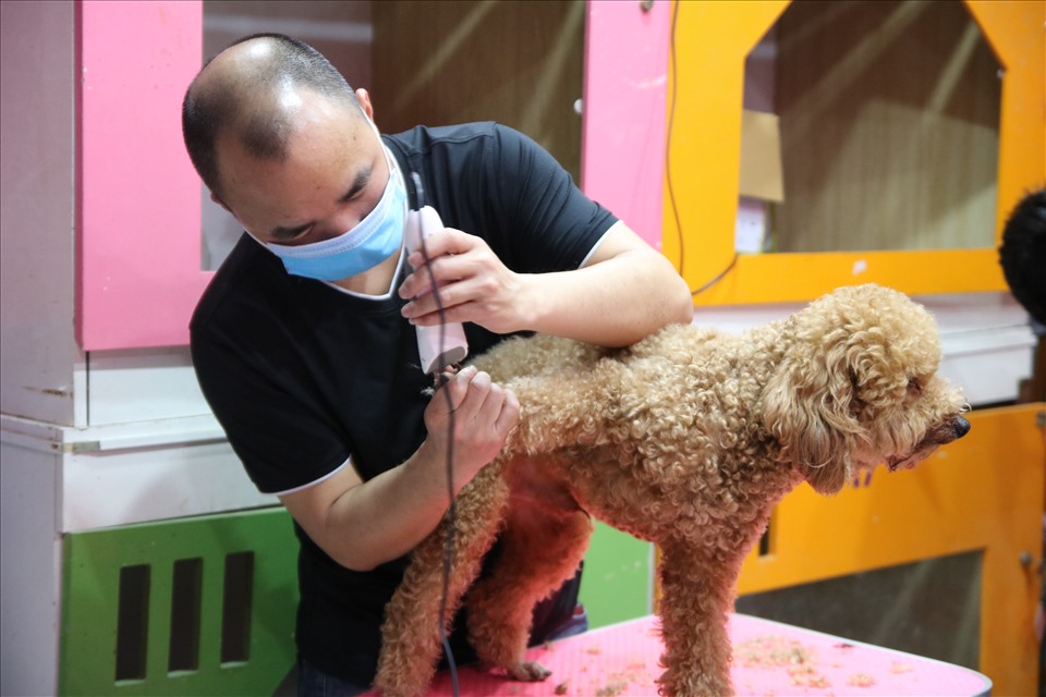 Nhiều chú chó được chủ mang tới các cửa hàng làm đẹp, cắt tỉa lông dịp Tết Nguyên đán. Ảnh: Kim Anh