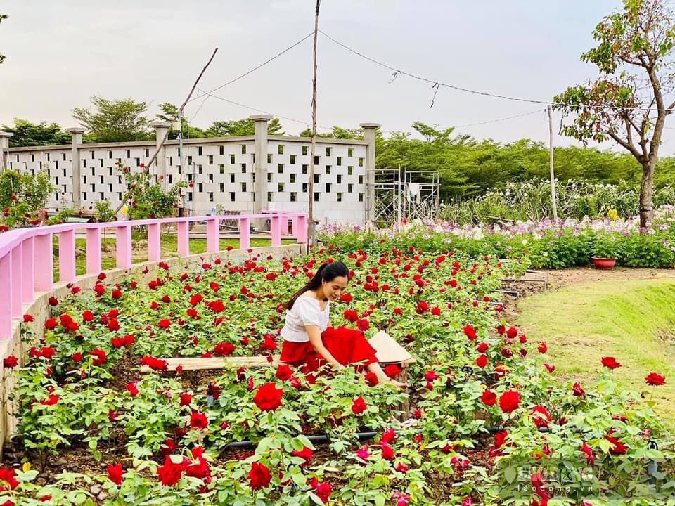 Khu du lịch vườn hồng Tư Tôn vừa mới đi vào hoạt động trong dịp tết năm nay, và đã gây được sự chú ý đến du khách bởi sắc hoa lung linh. Nơi đây như thay màu áo mới đón xuân với những cánh hoa hồng nhung đỏ thắm.