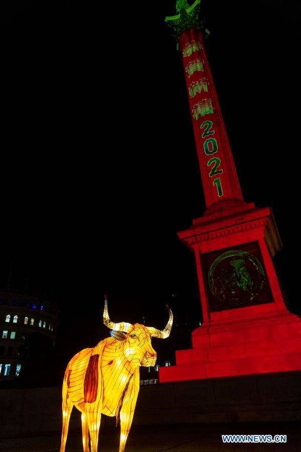 Biểu tượng của năm Tân Sửu 2021 ở quảng trường Trafalgar, London, Anh. Ảnh: Tân Hoa Xã