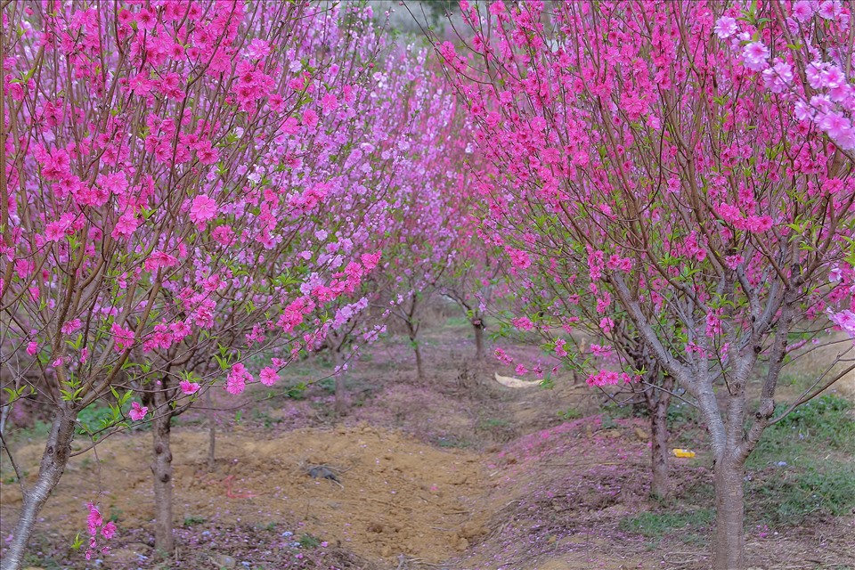 Không khí xuân ngập tràn sắc hoa đào với gam màu hồng rực rỡ.