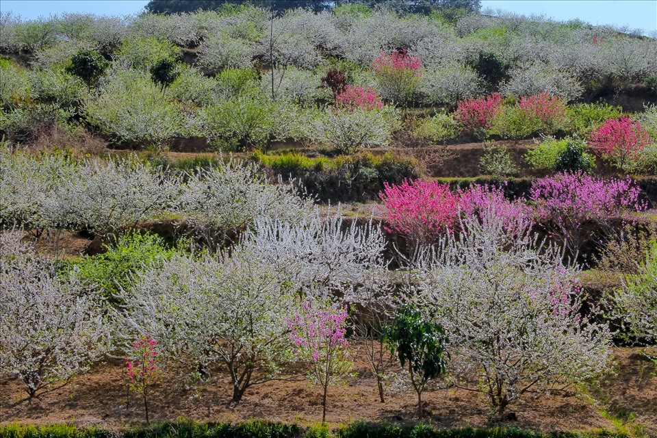 Ở Hòa Cư (Cao Lộc, Lạng Sơn), hoa đào hoa mận cũng đã nở rộ, tạo một bức tranh tuyệt đẹp nơi đồi núi.