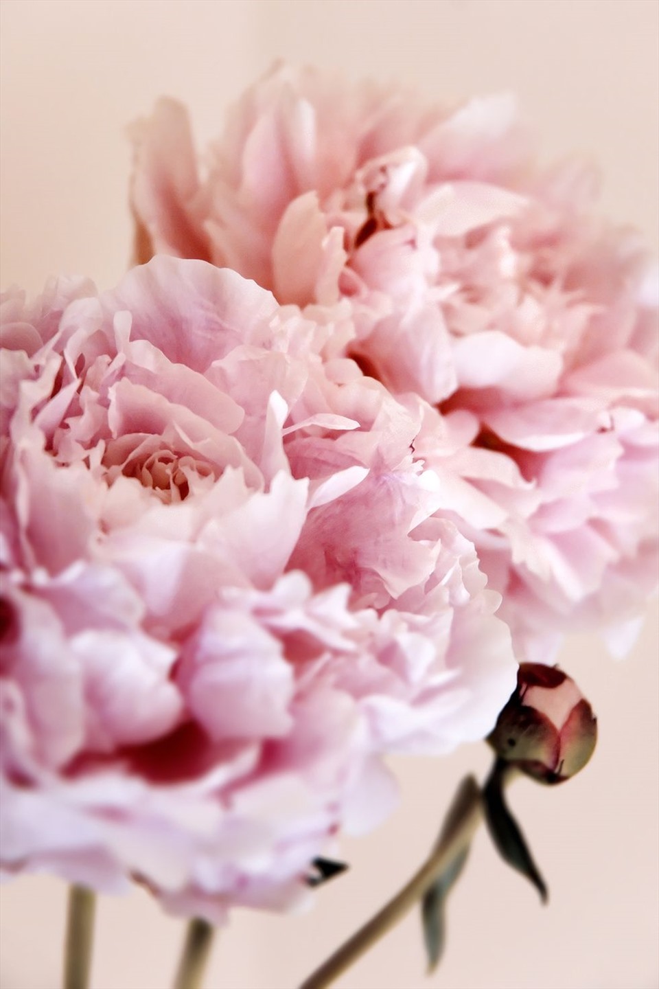 Những loài hoa ý nghĩa và lãng mạn nhất dành tặng người yêu Valentine