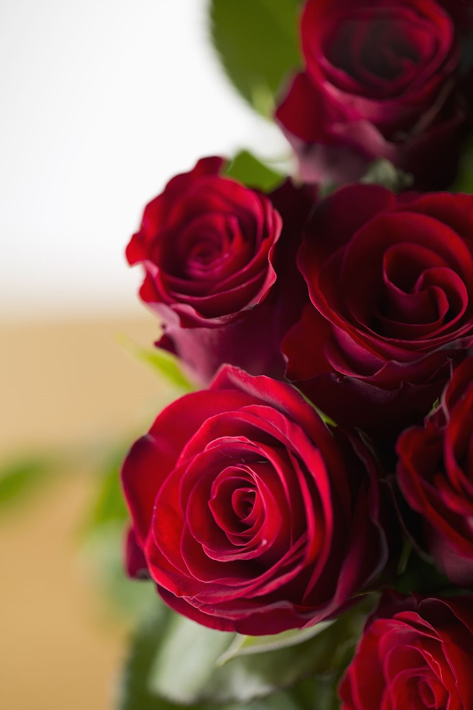 Những loài hoa ý nghĩa và lãng mạn nhất dành tặng người yêu Valentine