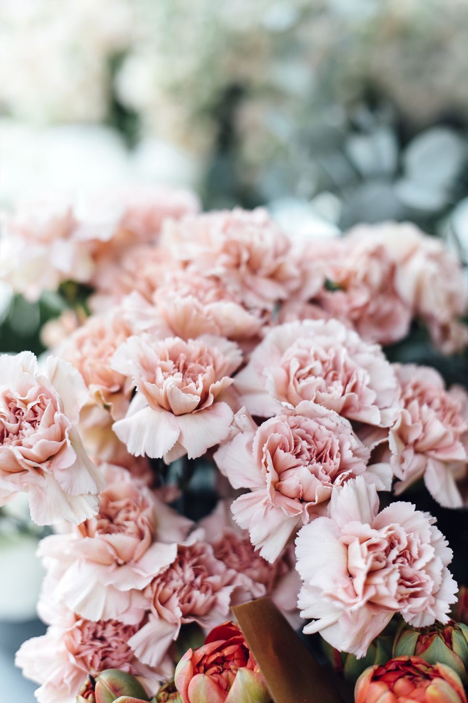 9. Hoa cẩm chướng Những bông hoa này tượng trưng cho tình yêu mới mẻ, căng tràn.