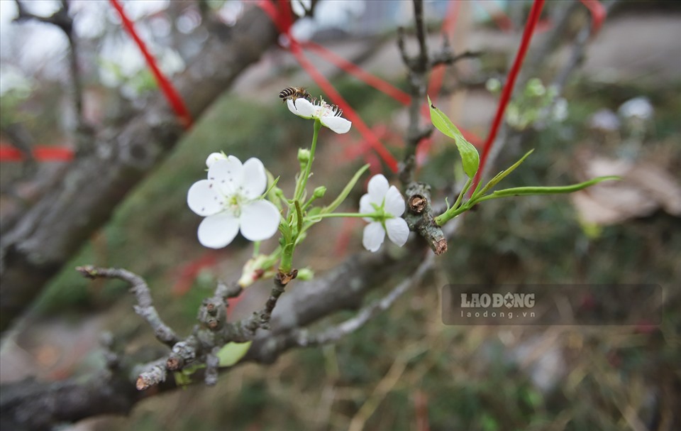 Những cành lê tại chợ Quảng An được chuyển từ Lạng Sơn xuống. Đây là một trong những điểm bán hoa lê đầu tiên ở Hà Nội sau Tết nguyên đán.