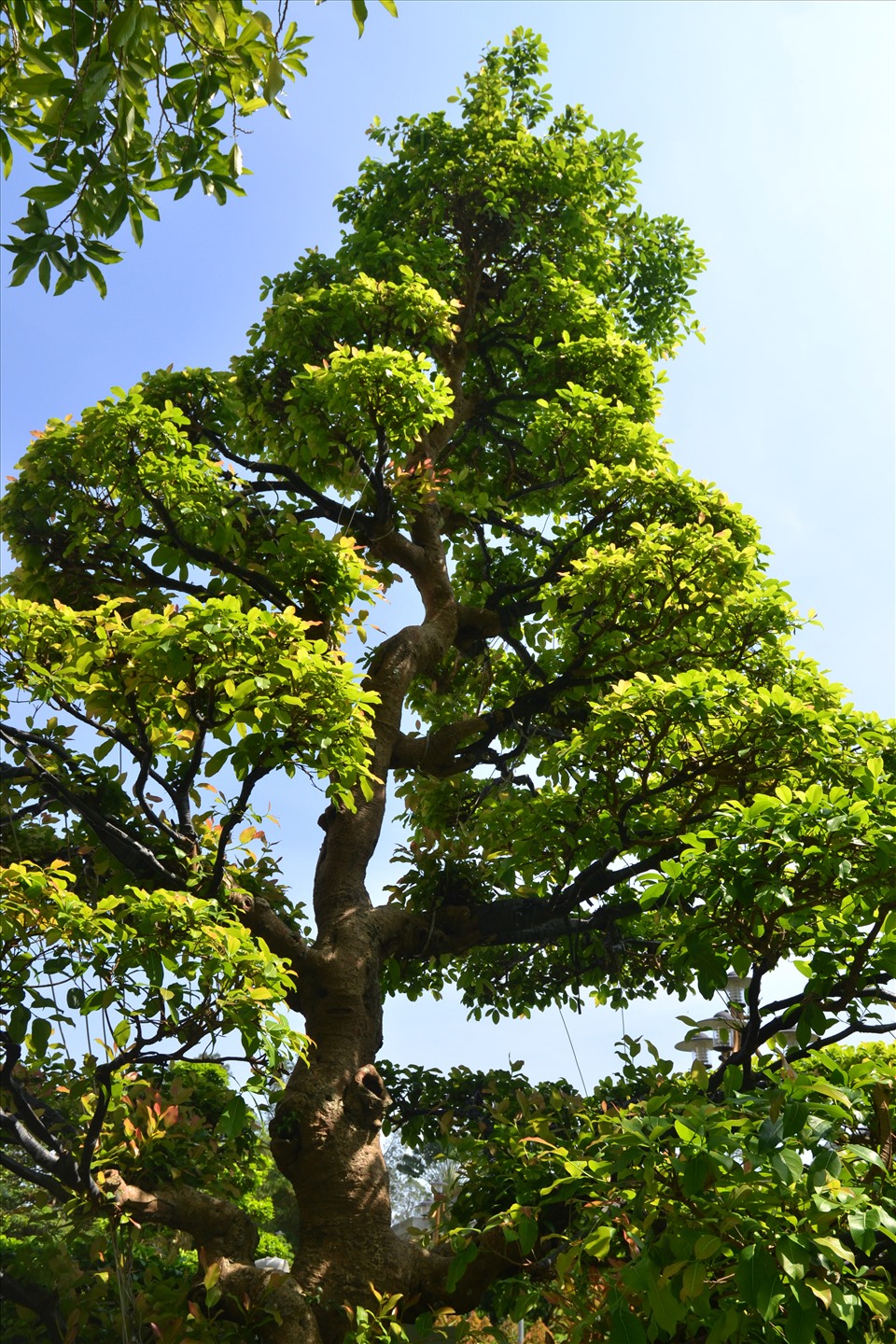 Riêng cây sộp, được trồng vào năm 1688, đến nay tròn 333 tuổi. Ảnh: Lục Tùng