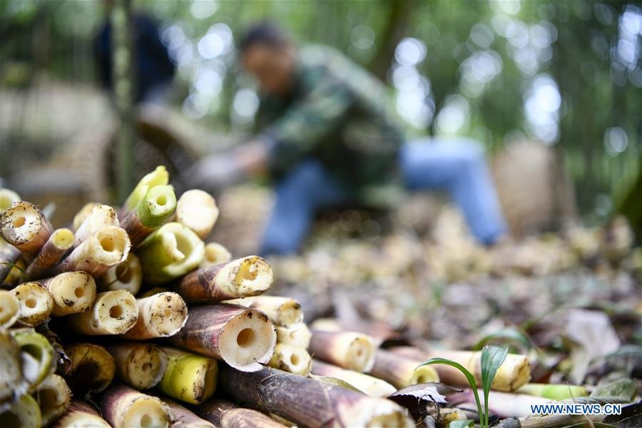 Những người mắc bệnh đau dạ dày không nên ăn măng (Ảnh: Xinhua)