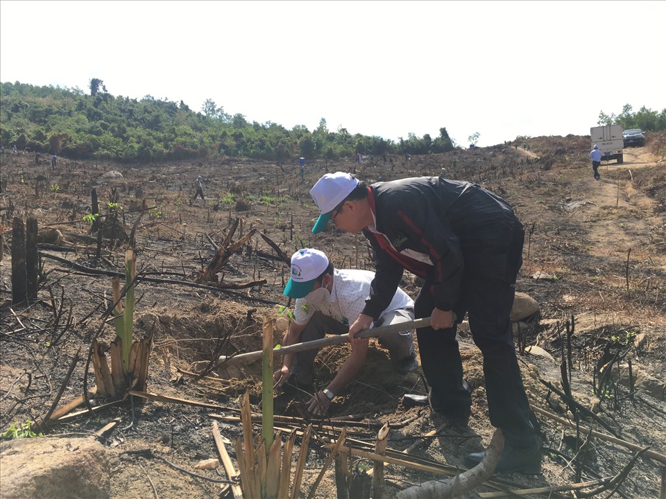 1 ha rừng phòng hộ được trồng mới ngày sau lễ phát động Tết trồng cây tại huyện Khánh Vĩnh, tỉnh Khánh Hoà. Ảnh:Phương Linh