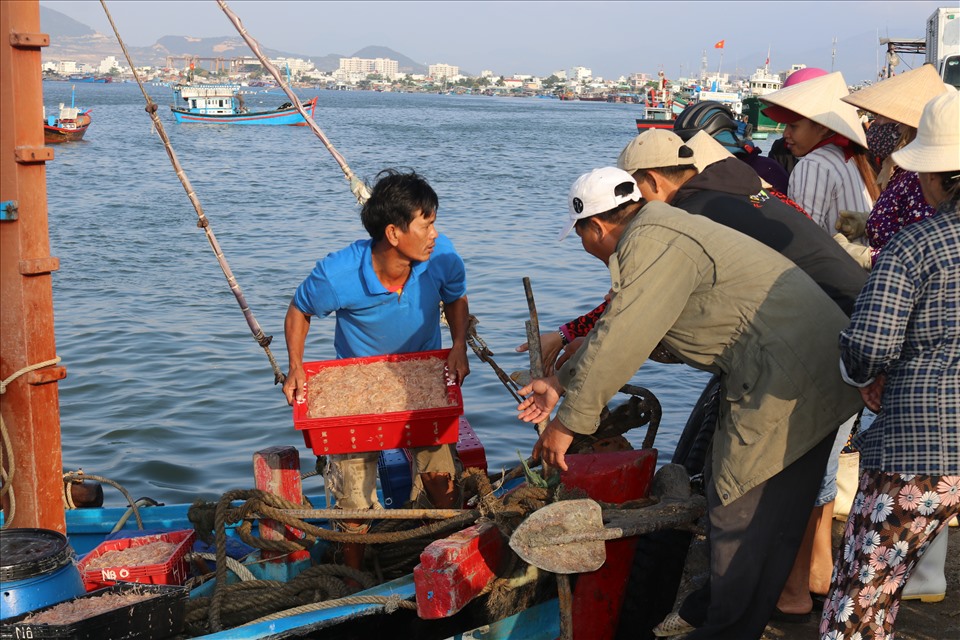 Theo ngư dân chuyến biển đầu năm nay ít cá nên giá bán cũng cao hơn, nhiều ghe ruốc vào tiểu thương dành nhau để mua. Ảnh: Phương Linh