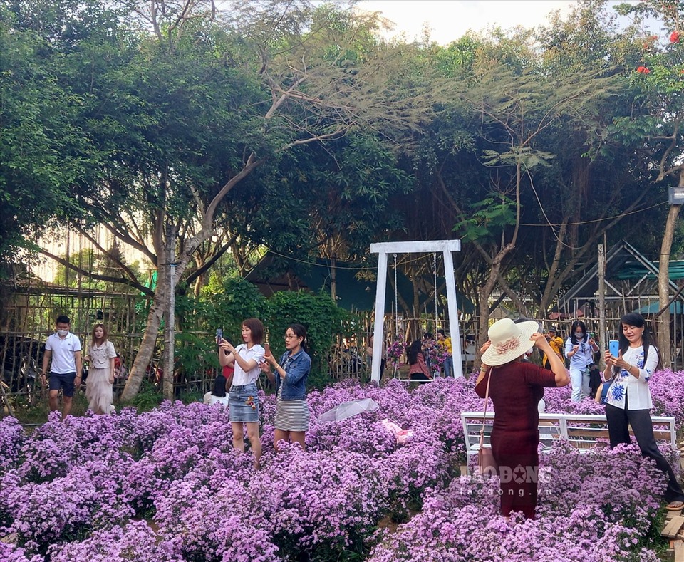 Vườn hoa thạch thảo tím này tọa lạc trong khuôn viên phía sau quán cà phê Hoa hồng, trên đường Võ Văn Kiệt, quận Bình Thủy, Thành phố Cần Thơ. Với sắc tím mộng mơ của hoa làm nổi bật giữa một vùng trời.