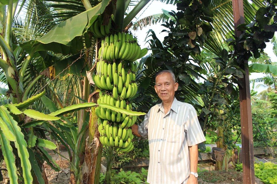 Ông Trương Vĩnh Trọng trồng nhiều cây ăn trái để biếu ặng bạn bè, bà con lối xóm. Ản: Kỳ Quan