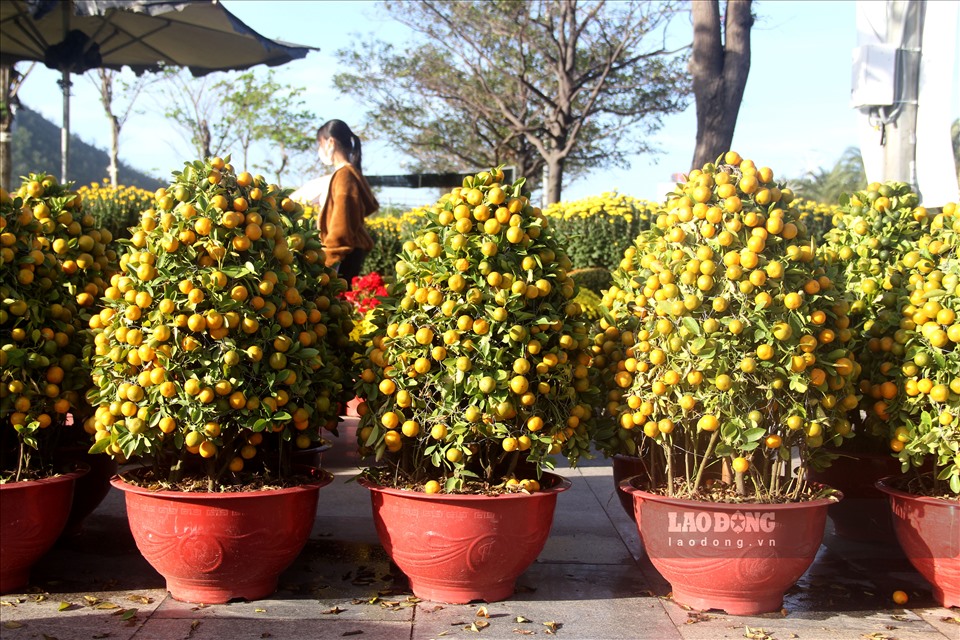 Ngoài ra, tại quầy bán hoa của anh Bình còn bán các cây quất bonsai với giá 600 ngàn/chậu.