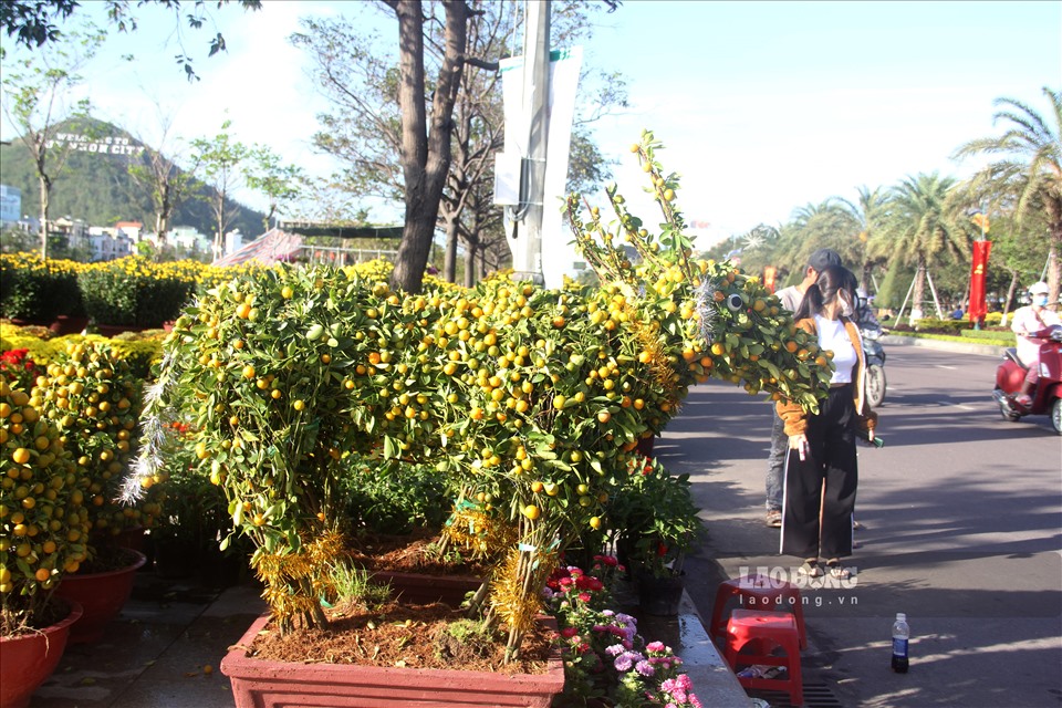 Cặp quất cảnh có hình con trâu tại quầy hàng hoa của anh Hồ Trọng Bình (sinh năm 1978) thu hút nhiều người khách tò mò ghé thăm.