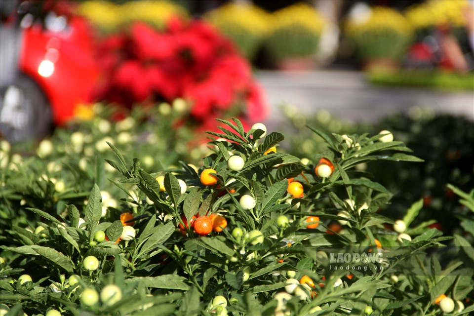 định dù đang có dịch COVID-19. Giá các loại hoa, cây cảnh vẫn ổn định như mọi năm. Ngoài ra, tại chợ hoa Tết ở phố biển Quy Nhơn, những cây ớt kiểng (ớt bi) có kích cỡ nhỏ, đa màu sắc cũng được nhiều người dân quan tâm.