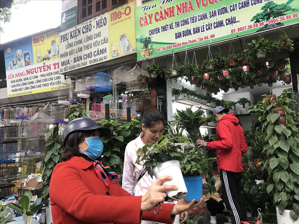 Dịp cuối năm, nhiều người tìm đến phố Hoàng Hoa Thám (Q. Tây Hồ, Hà Nội) mua cây cảnh trưng Tết