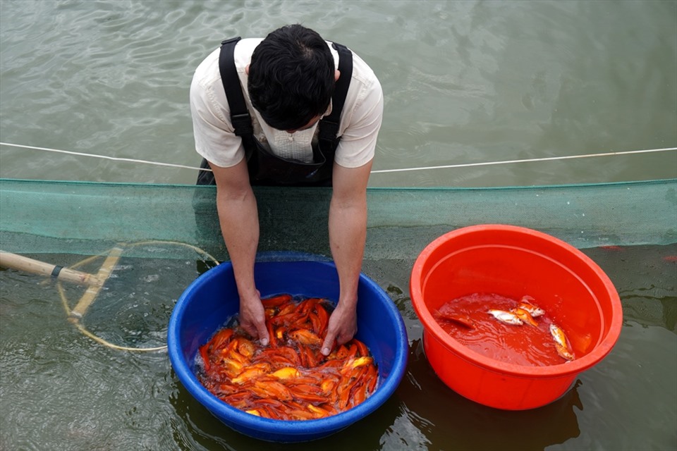 Cũng theo anh Chiến, giá cá chép đỏ năm nay dao động từ 120.000 đến 130.000 đồng/1kg. Với hơn 2 tấn cá, gia đình anh thu về hơn 200 triệu đồng. Ảnh: Quách Du