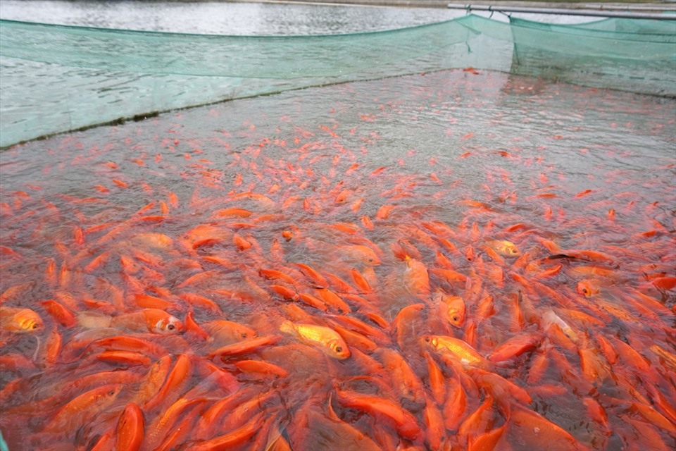 Cũng theo anh Chiến, giá cá chép đỏ năm nay dao động từ 120.000 đến 130.000 đồng/1kg. Với hơn 2 tấn cá, gia đình anh thu về hơn 200 triệu đồng. Ảnh: Quách Du
