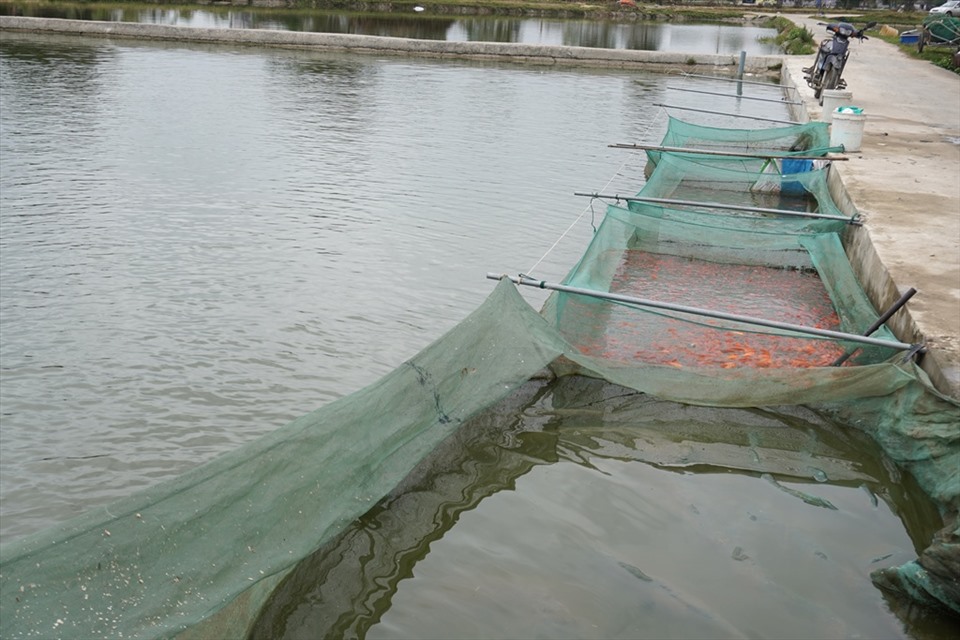 Sau khi kéo bắt, cá chép đỏ được người dân dồn vào các ô lưới trống ngay tại ao. Ảnh: Quách Du