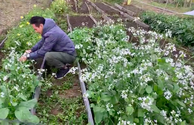 Hai vợ chồng cười nhận định trồng rau rất kinh tế vì vừa ăn được, vừa có hoa để ngắm.
