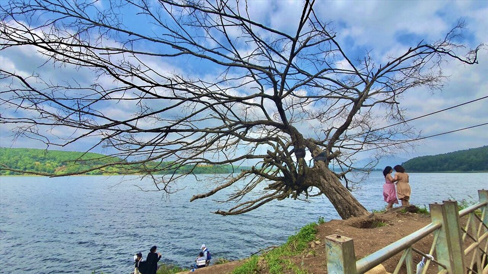 Năm 2020, ảnh hưởng của vài cơn bão quét khiến cây cô đơn, già cỗi bị xơ xác, gãy cành nhánh. Ảnh TA