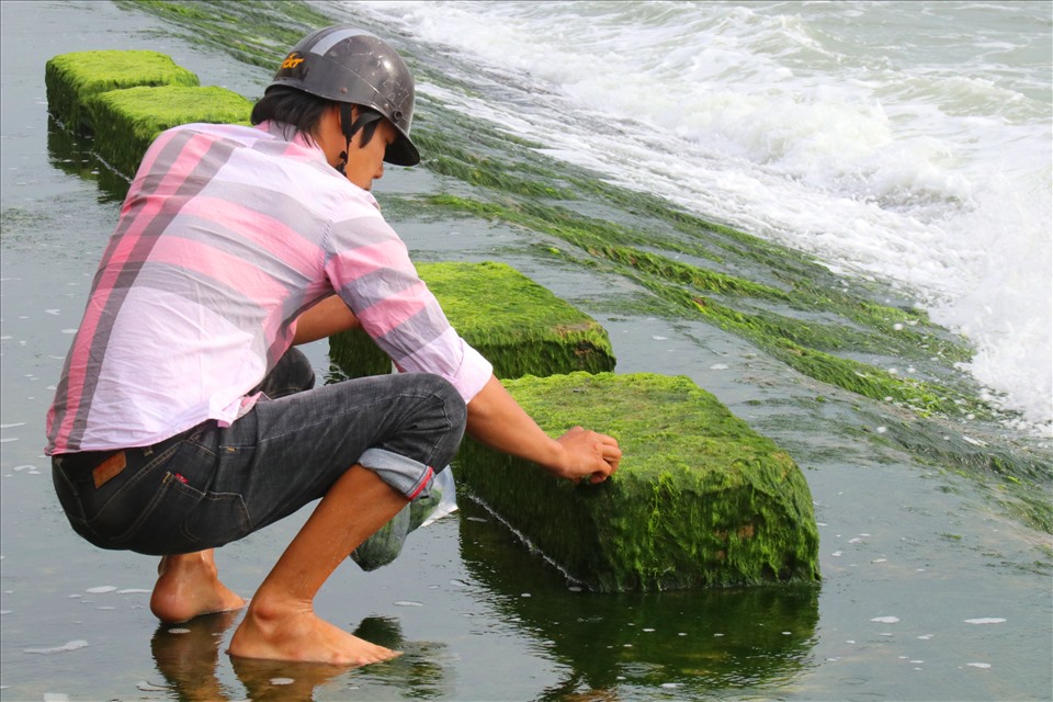 Không chỉ là nơi để mợi người tìm đến “sống ảo” những thảm rêu còn là mồi câu mà nhiều cần thủ thích thú vì sẽ câu được nhiều loài cá như cá dò, cá đổng...Ảnh: Phương Linh