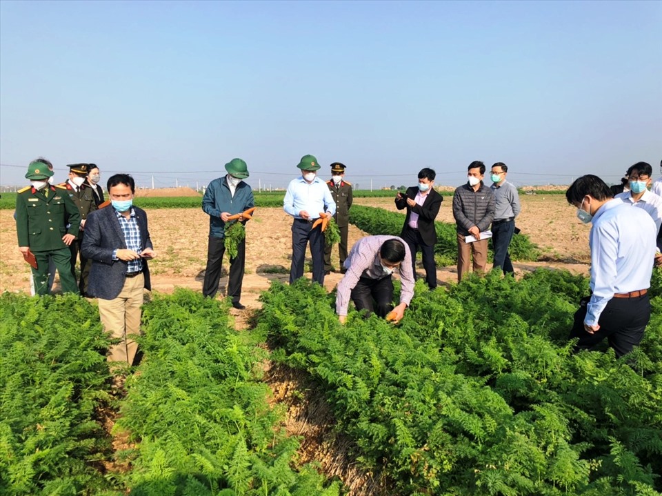 Lãnh đạo tỉnh Hải Dương khảo sát lượng nông sản đang tồn đọng. Ảnh: Hải Dương