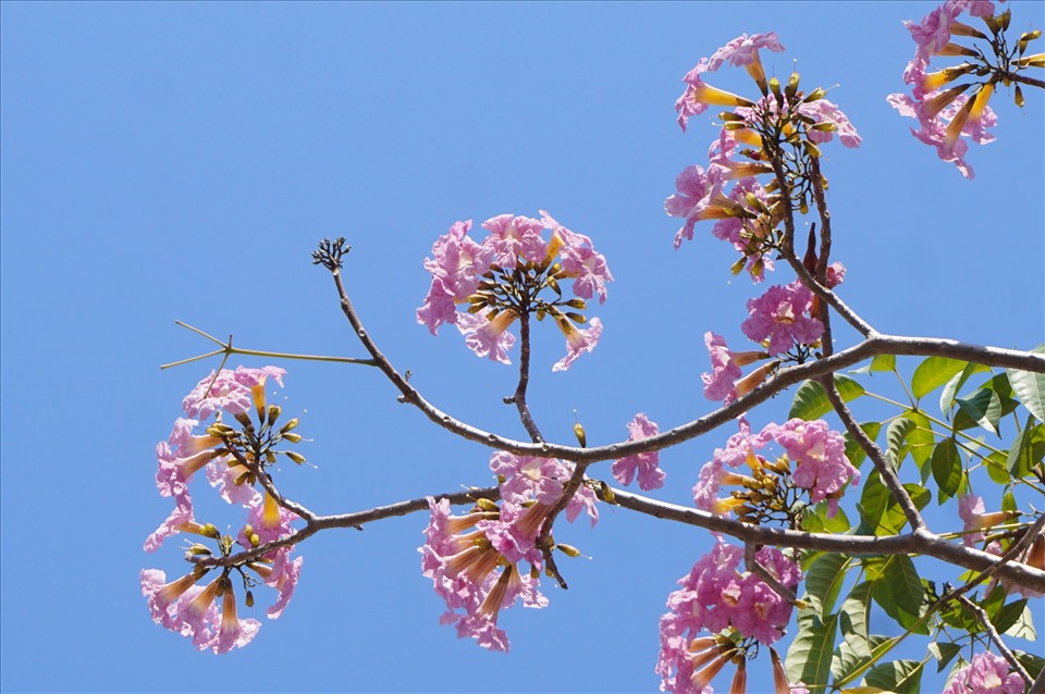 Hoa Kèn Hồng còn có tên gọi khác là hoa Chuông Hồng, vì nở thành từng chùm 10-20 bông, nhìn giống hình chuông.