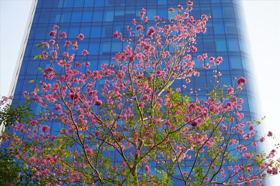 Cây kèn hồng được trồng ở trung tâm TPHCM từ năm 2009. Với màu hồng dịu nhẹ, cây được nhiều bạn trẻ ví như hoa anh đào phiên bản Việt Nam.