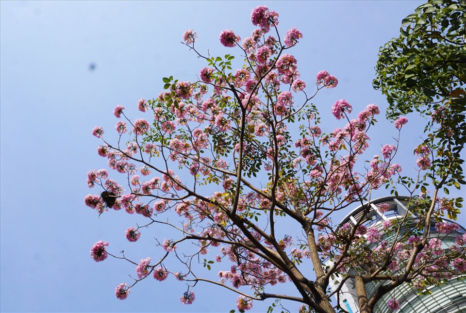 Hoa kèn hồng cho bông nhỏ, khi nở rộ tạo nên một mảng màu hồng tím  trông rất đẹp mắt.