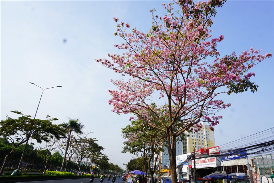 Hoa kèn hồng có xuất xứ châu Mỹ, là loài cây ưa sáng, thân gỗ, tán cho bóng mát, sống tốt trên đất khô, thoát nước tốt. Nhờ đặc tính này mà hoa có thể thích ứng với tiết trời nắng nóng của Sài Gòn gần đây.
