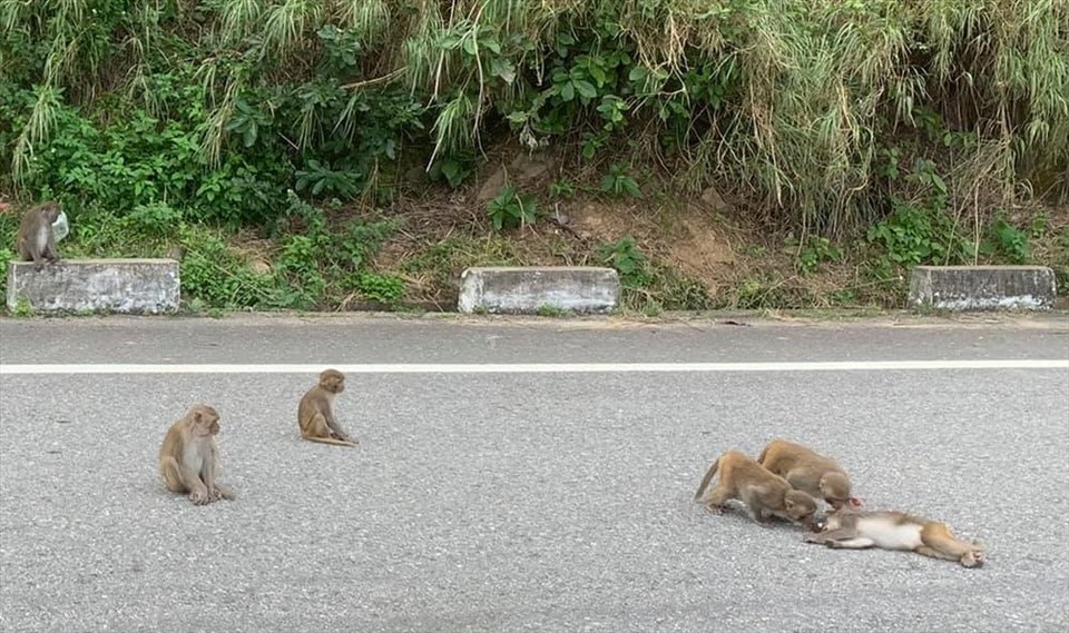 Một trường hợp cá thể khỉ vàng bị xe đụng chết trên tuyến đường tham quan bán đảo Sơn Trà, Đà Nẵng (ảnh Long Thành)