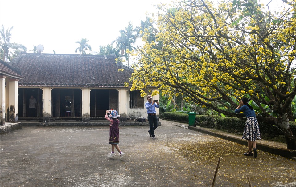 Những ngày này, nhiều du khách đổ về làng cổ Lộc Yên, xã Tiên Cảnh, huyện Tiên Phước, tỉnh Quảng Nam để tham quan làng cổ và check-in cây mai vàng cổ thụ 80 tuổi.