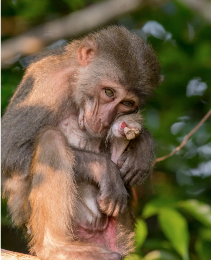 Một cá thể khỉ vàng bị dính bẫy để lại thương tích lòi cả xương tra ngoài tại Khu Bảo tồn thiên nhiên Sơn Trà (ảnh Gruu)