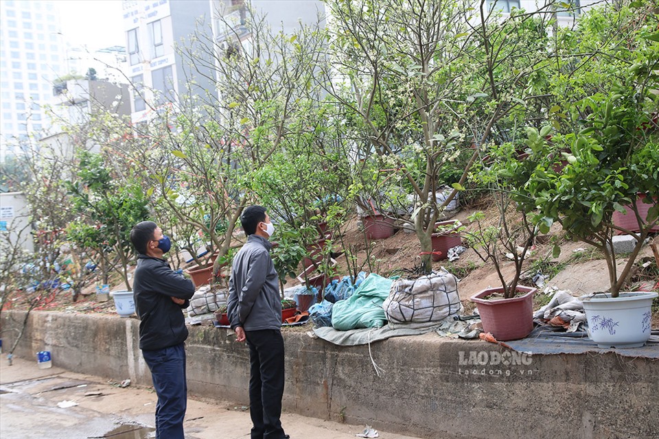 Năm nay thay vì mua hoa bưởi theo cân, người chơi Hà Thành thích thú săn lùng loại cây đặc biệt này làm cảnh trang trí ở nhà. Ảnh: Kim Anh