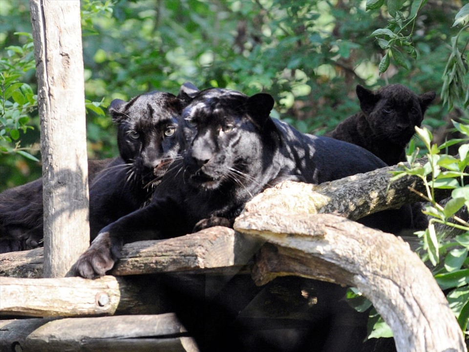 Hai con báo đen tại vườn thú ở Pháp năm 2010. Ảnh: AFP