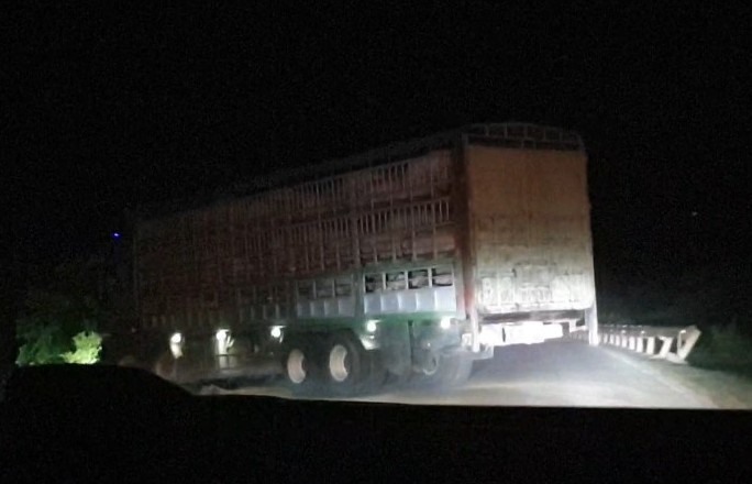 Xe chở lợn nhập khẩu vào khu cách ly phòng dịch ở tỉnh Quảng Bình. Ảnh: HT.