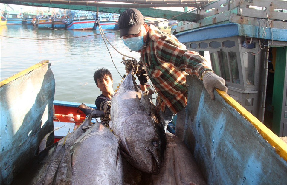 Tàu cá của ông Trần Văn Hoàng (45 tuổi, ở Hoài Hương, thị xã Hoài Nhơn) - chủ tàu cá BĐ 95428 TS - xuất bến từ 20 tháng Chạp. Sau hơn 20 đánh bắt xuyên Tết, tàu ông cập cảng với 22 con (gần 1 tấn) cá ngừ đại dương.