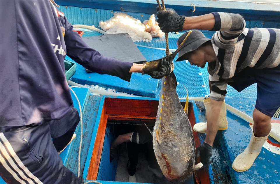 Các thuyền viên trên các tàu cá tất bật, luôn tay chuyển cá để bán cho thương lái. Hiện, giá cá ngừ đại dương khoảng 100 ngàn/kg.