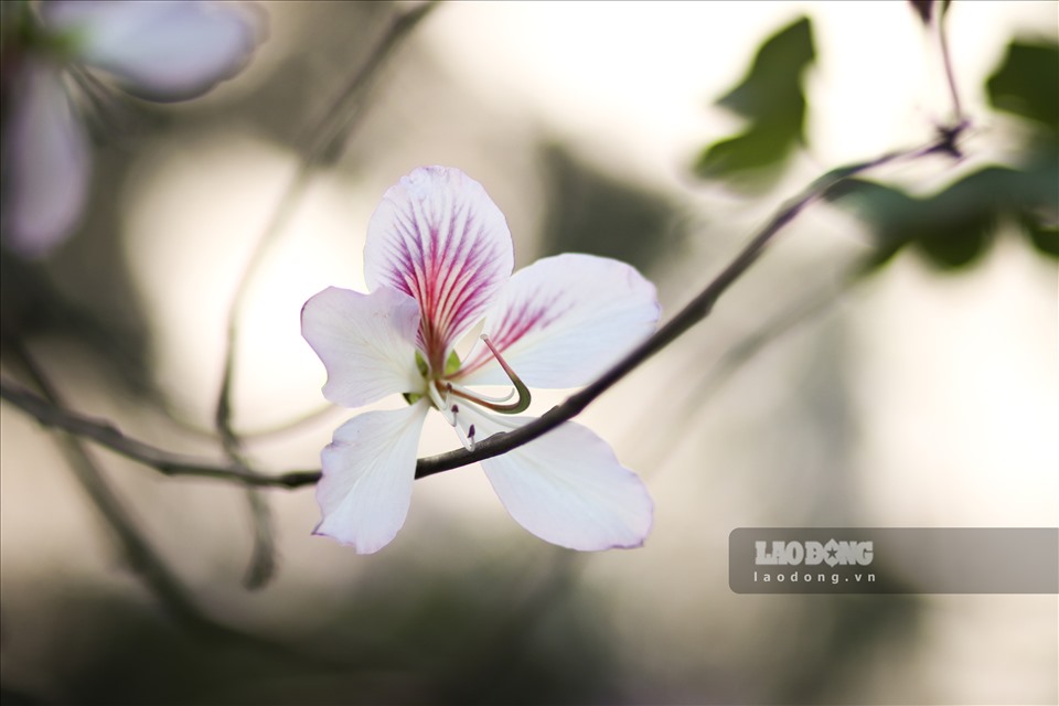 Hoa thường có 5 cánh, màu trắng pha chút tím phớt hồng.