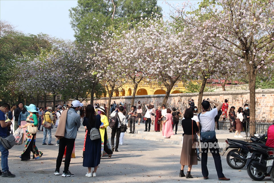 Năm nay thời tiết ấm áp, hoa ban nở sớm, rất nhiều người đến để chiêm ngưỡng vẻ đẹp của hoa ban đối diện khu vực Đài tưởng niệm Bắc Sơn.